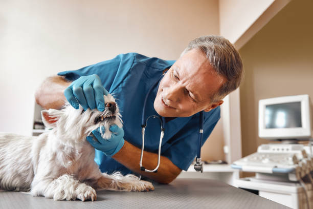 Best Emergency Gum Treatment in Sans Souci, SC